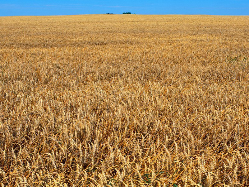 偶寄一微官,婆娑数株树出处意思赏析
