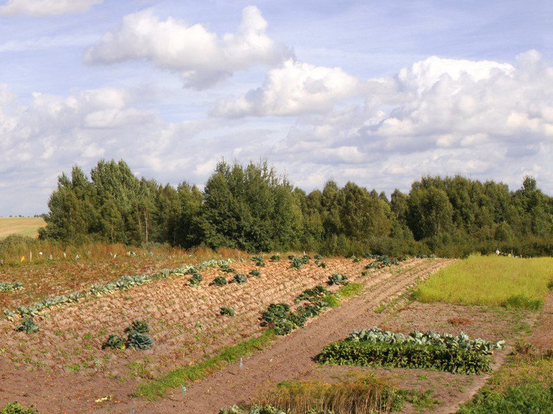 诗酒趁年华出处赏析