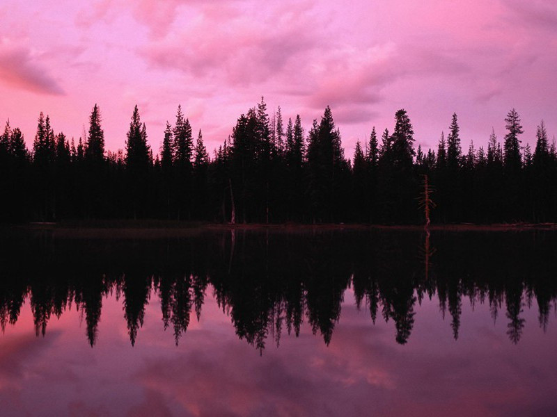 纤手折其枝,花落何飘扬出处意思赏析
