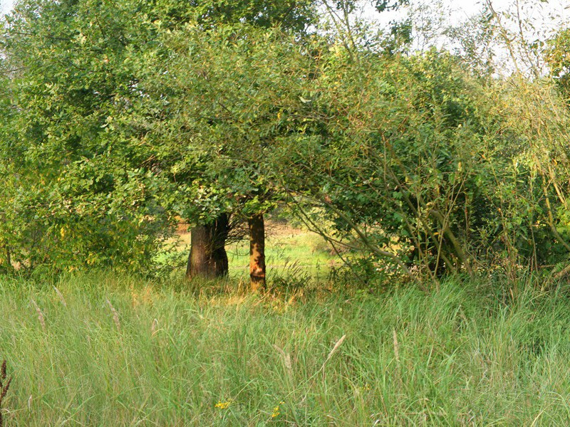 《无题二首》赏析-李商隐的诗