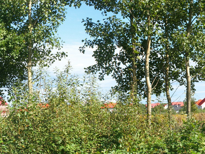 山驿凄凉,灯昏人独寝出处意思赏析