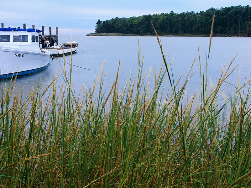 相携及田家,童稚开荆扉的出处意思赏析